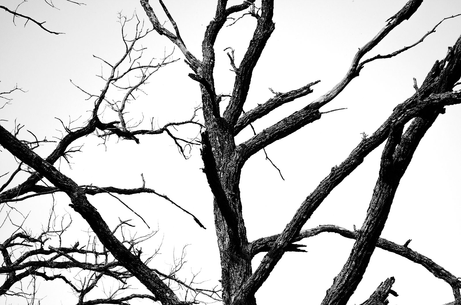 Black/White Tree Study #1