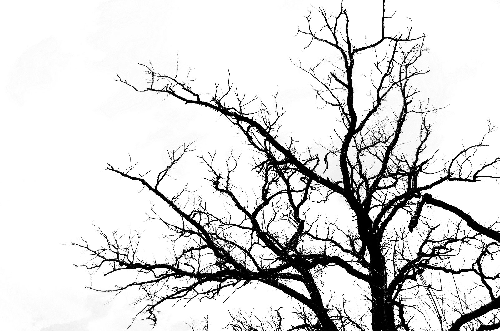 Black/White Tree Study #2