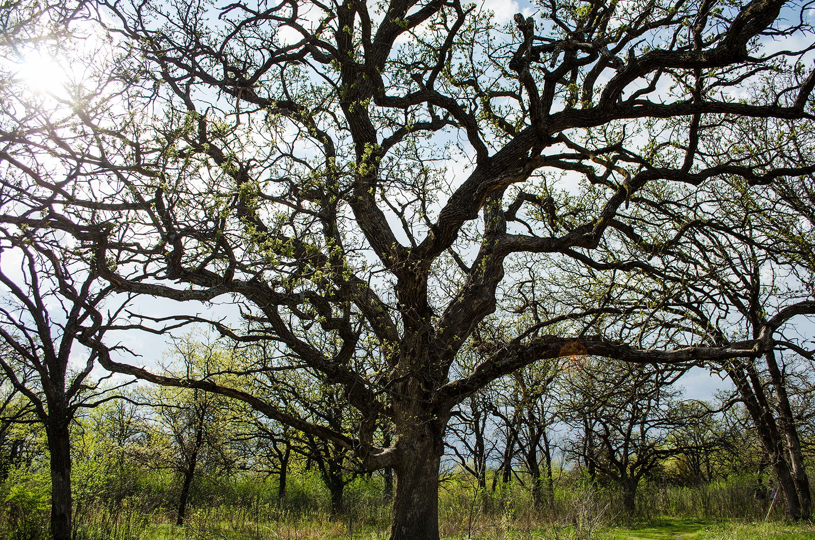 Tree at Quarry Hill